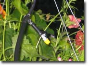 Picture of a drip irrigation emitter in a hanging basket