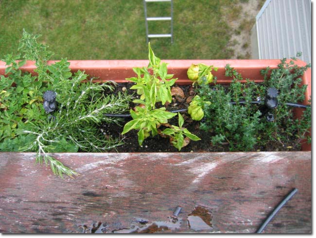 Picture of the 8" multi-stream stakes in the herb container