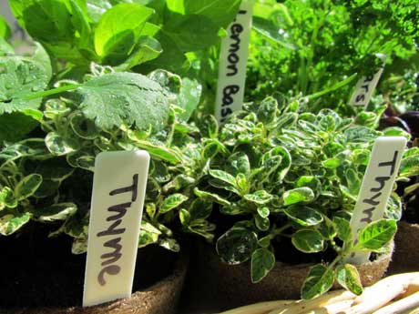 Several herbs that you can grow in your landscape and eat.