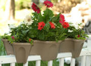 Picture of self watering plant on a white deck rail.